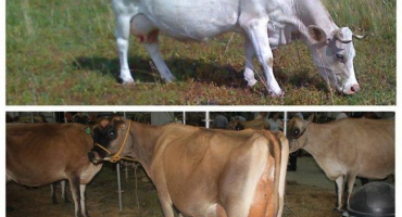 Kolik dní po otelení je kráva zakrytá a co dělat, když nechodí